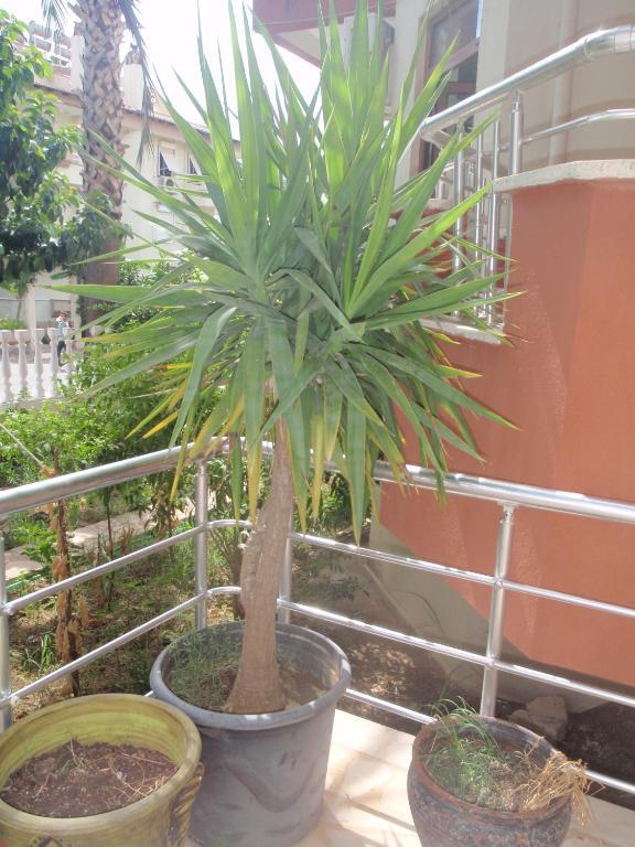 Aloe Apart Hotel マルマリス エクステリア 写真
